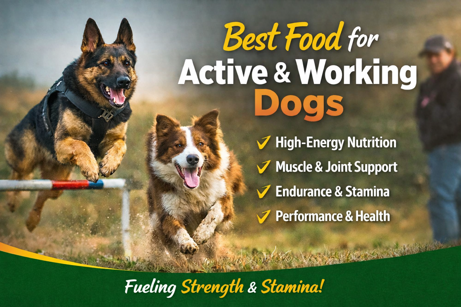 Best Food for Active and Working Dogs
